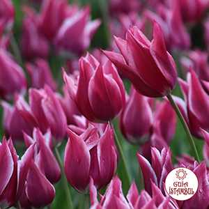 Primavera na Turquia - Festival de tulipas em Istambul