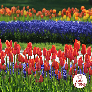 Primavera na Turquia - Festival de tulipas em Istambul